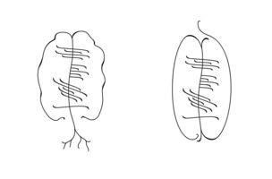 Auch das sehr nüchterne, (normalerweise) nur aus geraden Strichen bestehende keltische Ogham-Alphabet kann man optisch interessant gestalten. Von unten nach oben gelesen steht dort der Name „Arne“.